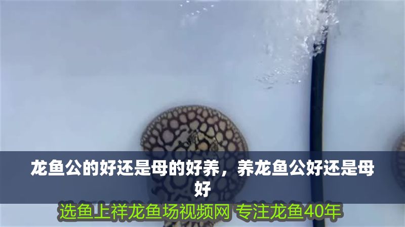 龍魚公的好還是母的好養(yǎng)，養(yǎng)龍魚公好還是母好