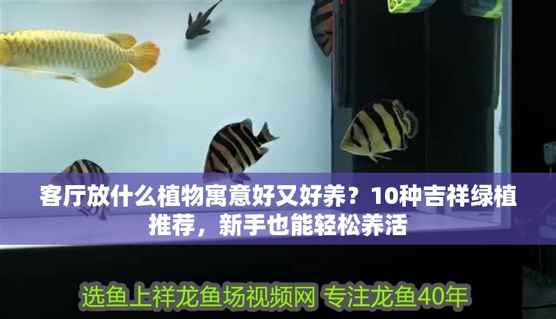 客廳放什么植物寓意好又好養(yǎng)？10種吉祥綠植推薦，新手也能輕松養(yǎng)活