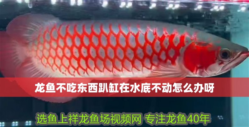 龍魚不吃東西趴缸在水底不動怎么辦呀