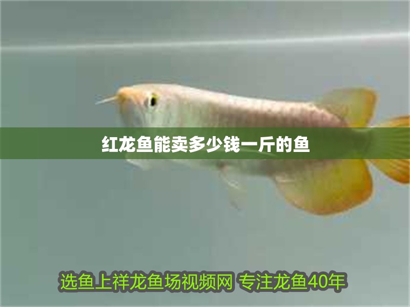 紅龍魚能賣多少錢一斤的魚
