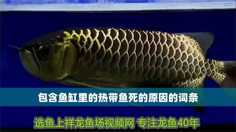 包含魚缸里的熱帶魚死的原因的詞條