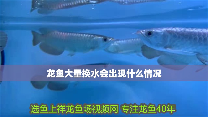 龍魚大量換水會出現(xiàn)什么情況