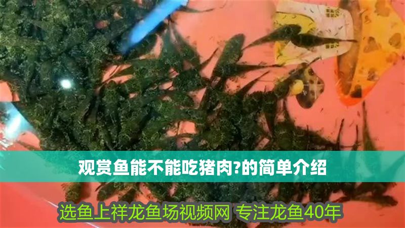觀賞魚能不能吃豬肉?的簡單介紹