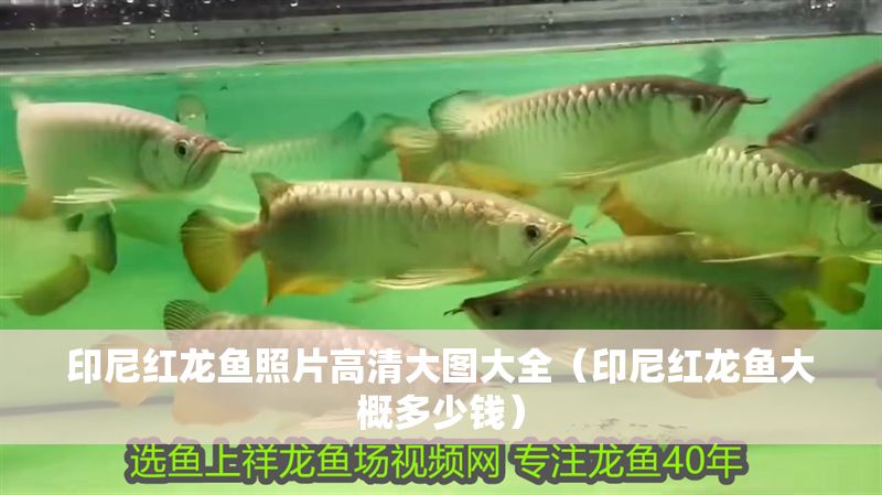 印尼紅龍魚照片高清大圖大全（印尼紅龍魚大概多少錢）