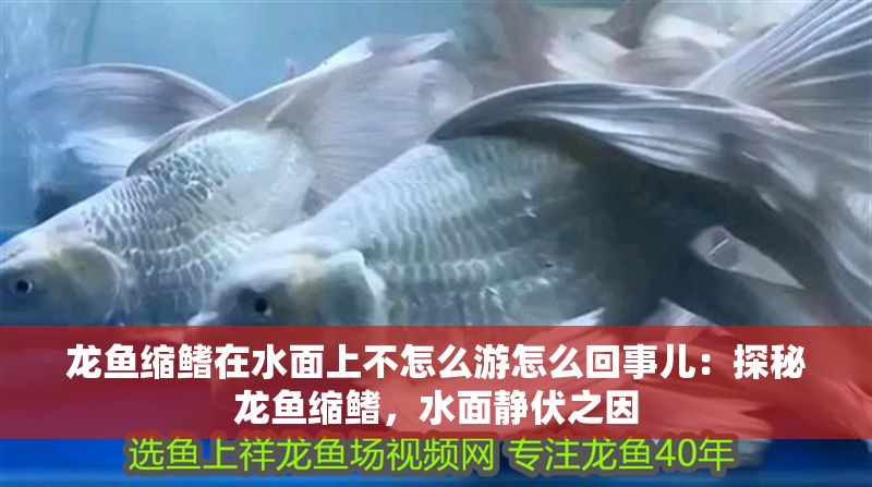 龍魚縮鰭在水面上不怎么游怎么回事兒：探秘龍魚縮鰭，水面靜伏之因
