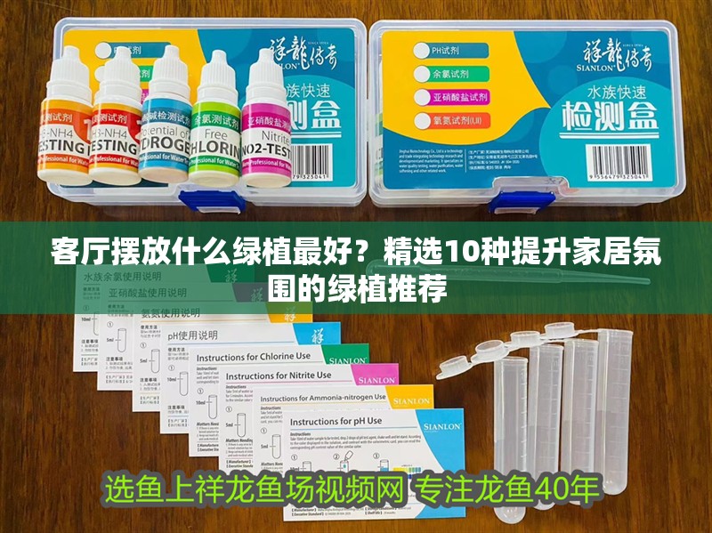 客廳擺放什么綠植最好？精選10種提升家居氛圍的綠植推薦