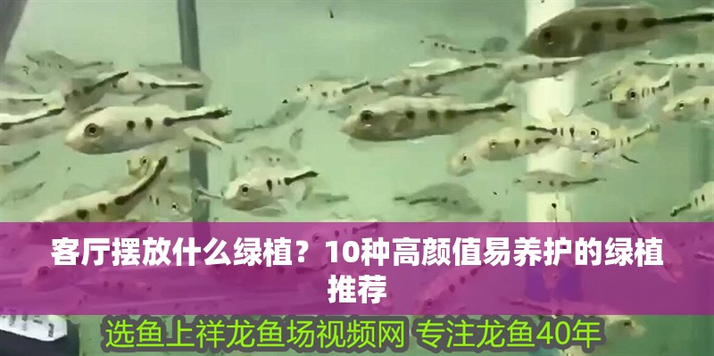 客廳擺放什么綠植？10種高顏值易養(yǎng)護(hù)的綠植推薦