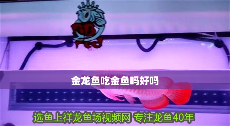 金龍魚吃金魚嗎好嗎