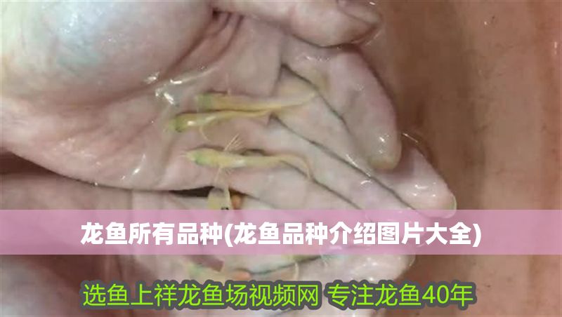 龍魚所有品種(龍魚品種介紹圖片大全)