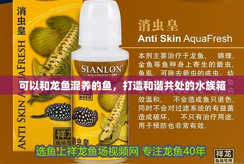 可以和龍魚混養的魚，打造和諧共處的水族箱