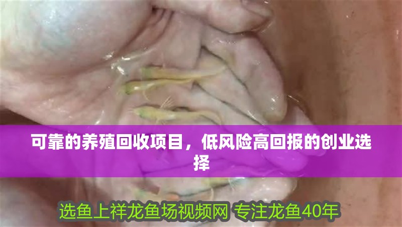 可靠的養(yǎng)殖回收項(xiàng)目，低風(fēng)險高回報的創(chuàng)業(yè)選擇