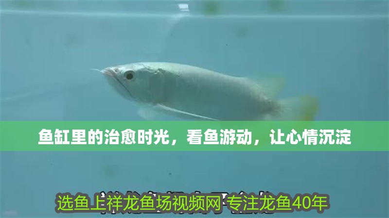 魚缸里的治愈時光，看魚游動，讓心情沉淀