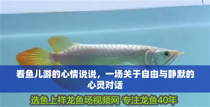 看魚兒游的心情說說,一場關(guān)于自由與靜默的心靈對話 龍魚百科 第1張 看魚兒游的心情說說,一場關(guān)于自由與靜默的心靈對話 看魚兒游的心情說說,一場關(guān)于自由與靜默的心靈對話 龍魚百科 第1張