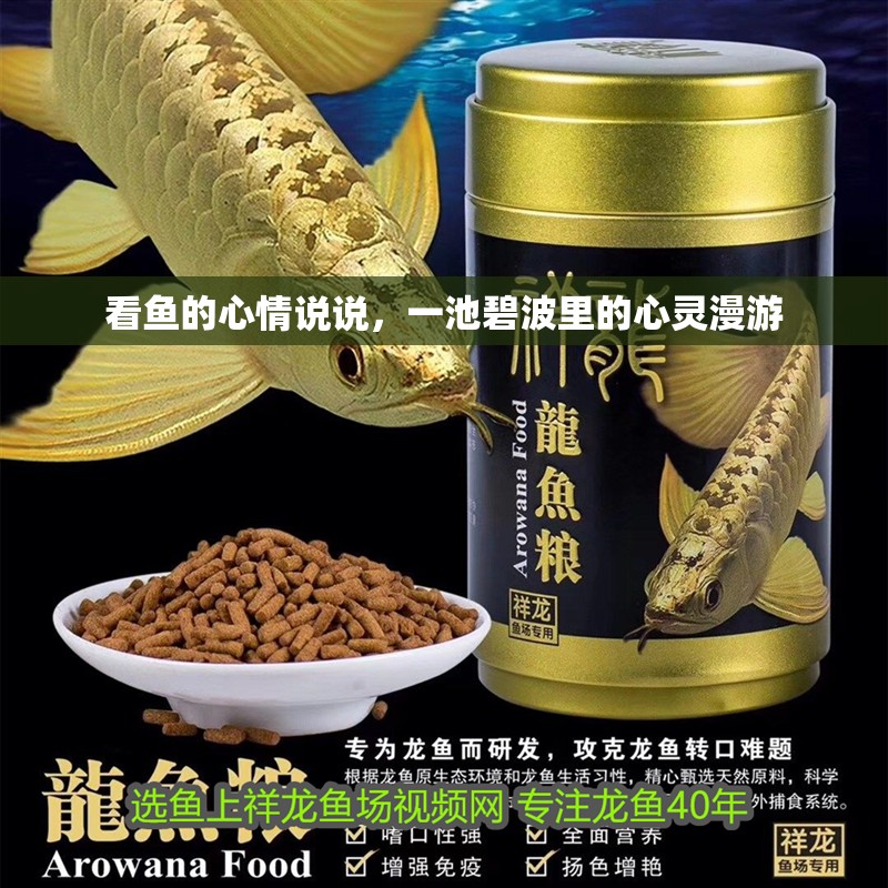 看魚的心情說說，一池碧波里的心靈漫游