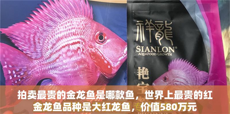拍賣最貴的金龍魚是哪款魚，世界上最貴的紅金龍魚品種是大紅龍魚，價值580萬元