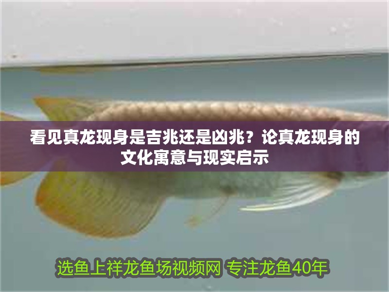 看見真龍現身是吉兆還是兇兆？論真龍現身的文化寓意與現實啟示