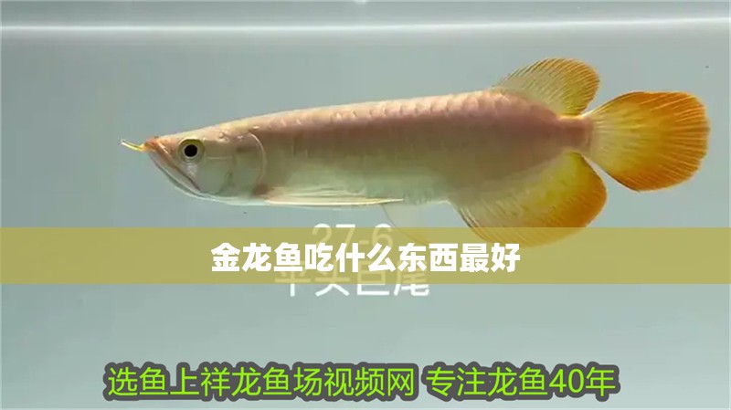 金龍魚(yú)吃什么東西最好