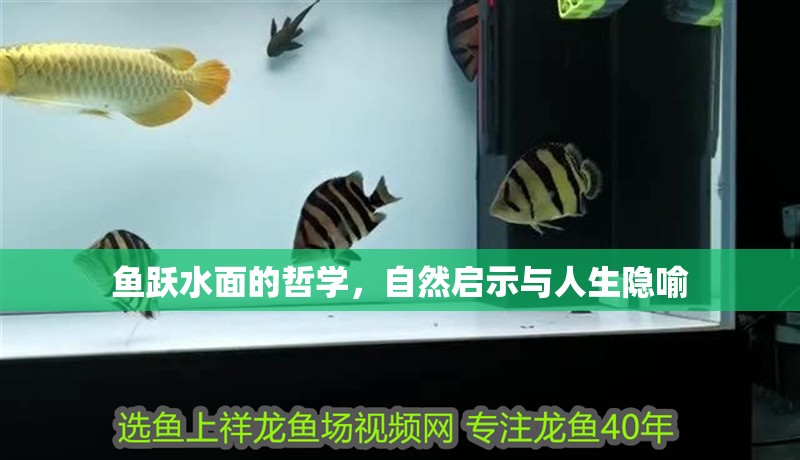 魚躍水面的哲學，自然啟示與人生隱喻