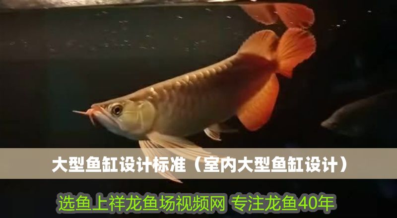 大型魚缸設計標準（室內大型魚缸設計）