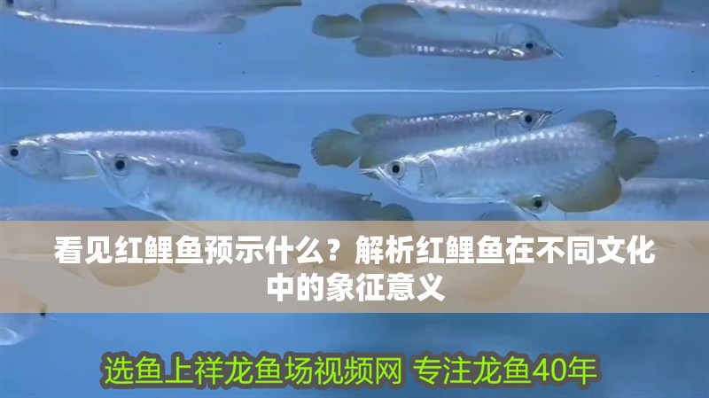 看見紅鯉魚預示什么？解析紅鯉魚在不同文化中的象征意義