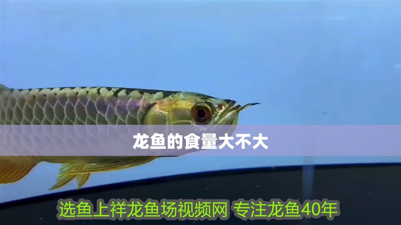 龍魚的食量大不大