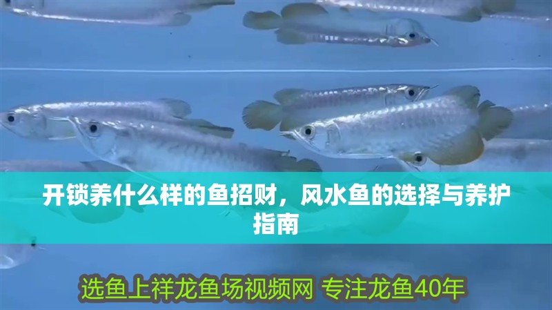 開(kāi)鎖養(yǎng)什么樣的魚(yú)招財(cái)，風(fēng)水魚(yú)的選擇與養(yǎng)護(hù)指南