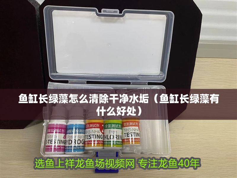 魚缸長綠藻怎么清除干凈水垢（魚缸長綠藻有什么好處）