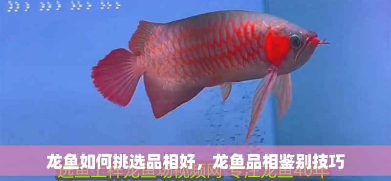 龍魚如何挑選品相好，龍魚品相鑒別技巧