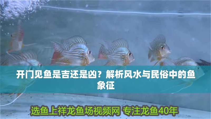 開門見魚是吉還是兇？解析風水與民俗中的魚象征