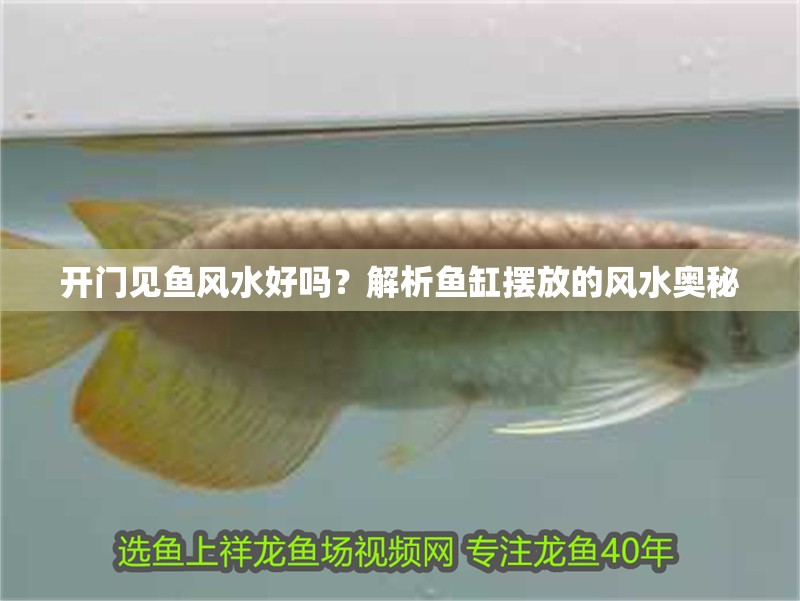 開門見魚風水好嗎？解析魚缸擺放的風水奧秘