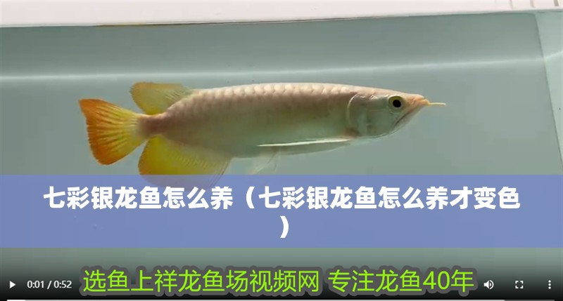 七彩銀龍魚怎么養（七彩銀龍魚怎么養才變色）