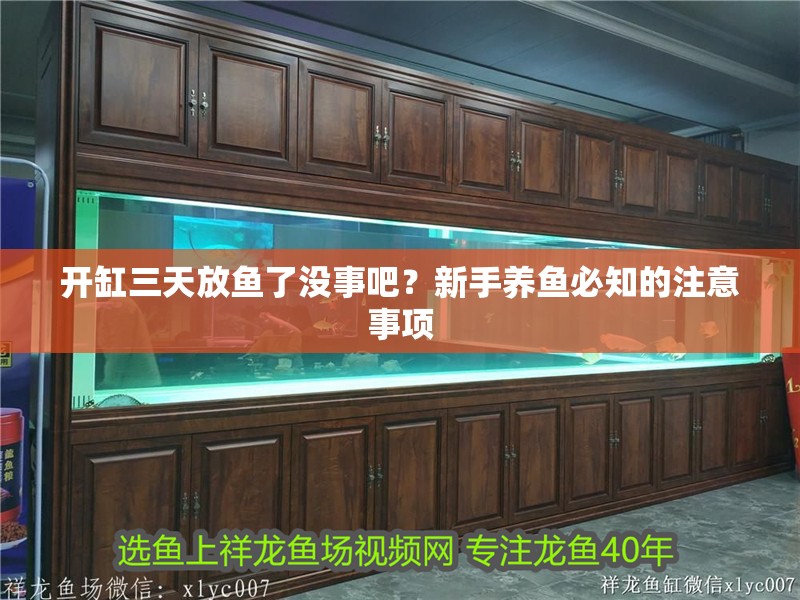 開缸三天放魚了沒事吧？新手養魚必知的注意事項