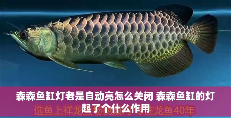 森森魚缸燈老是自動亮怎么關閉 森森魚缸的燈起了個什么作用