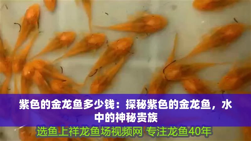 紫色的金龍魚多少錢：探秘紫色的金龍魚，水中的神秘貴族