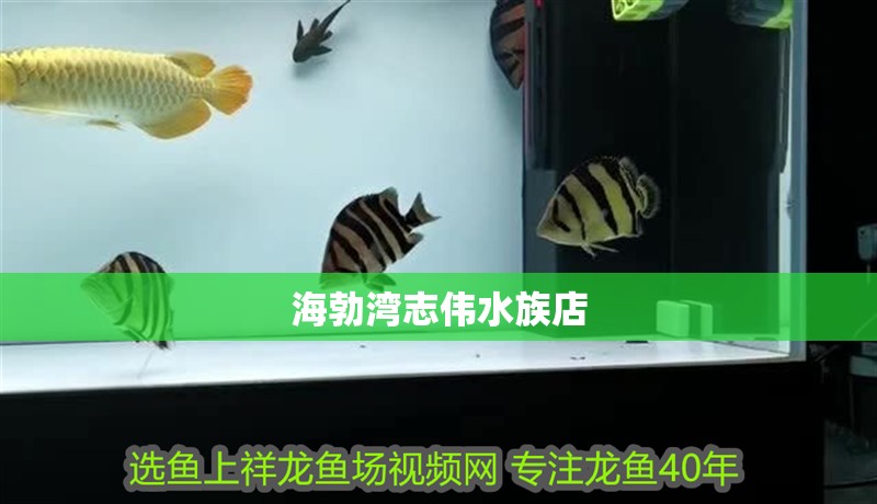 海勃灣志偉水族店