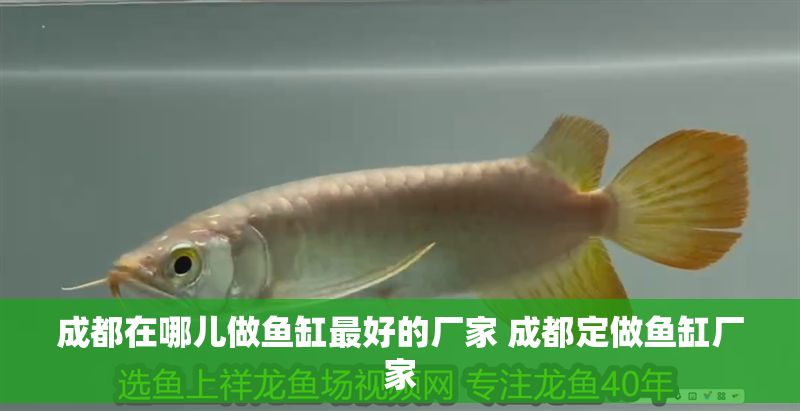 成都在哪兒做魚缸最好的廠家 成都定做魚缸廠家