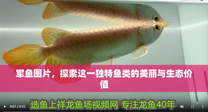 軍魚圖片，探索這一獨(dú)特魚類的美麗與生態(tài)價(jià)值