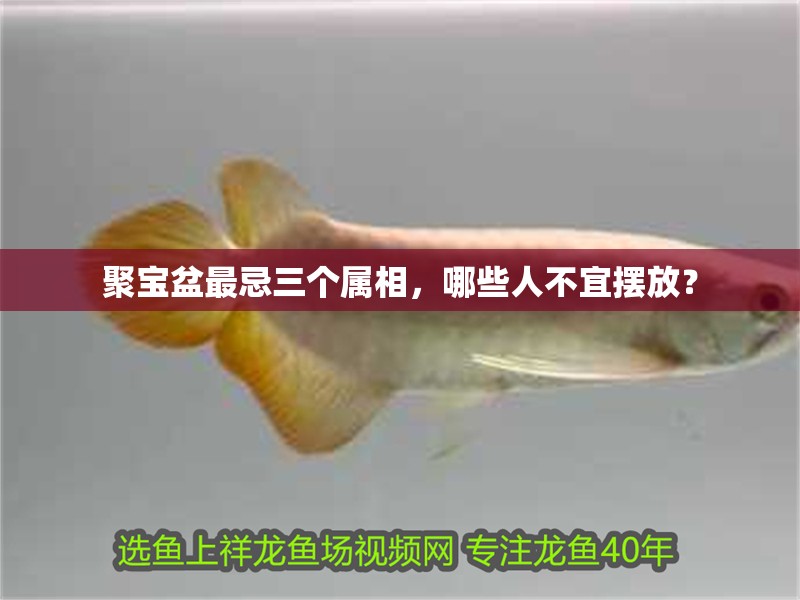 聚寶盆最忌三個屬相，哪些人不宜擺放？