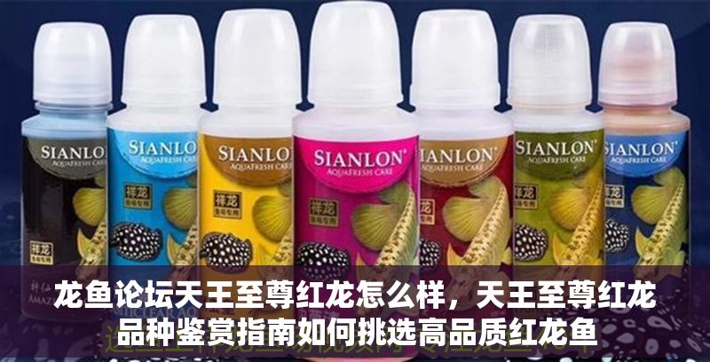 龍魚論壇天王至尊紅龍怎么樣，天王至尊紅龍品種鑒賞指南如何挑選高品質紅龍魚