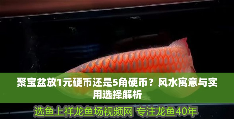 聚寶盆放1元硬幣還是5角硬幣？風(fēng)水寓意與實(shí)用選擇解析