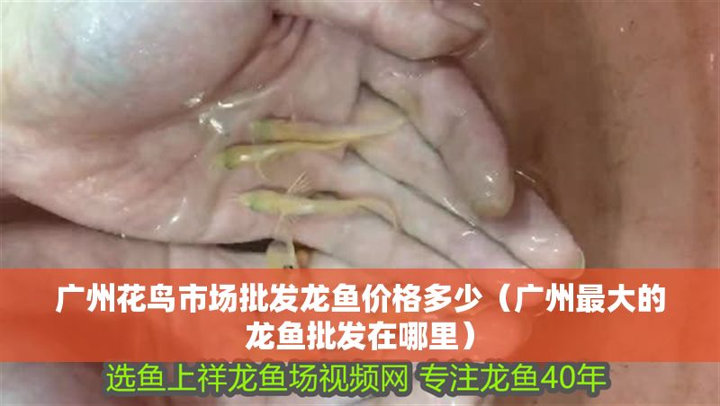 廣州花鳥市場批發龍魚價格多少（廣州最大的龍魚批發在哪里）
