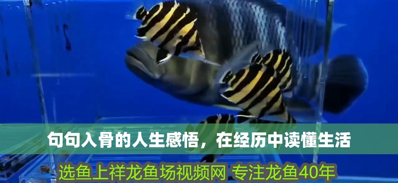 句句入骨的人生感悟，在經歷中讀懂生活