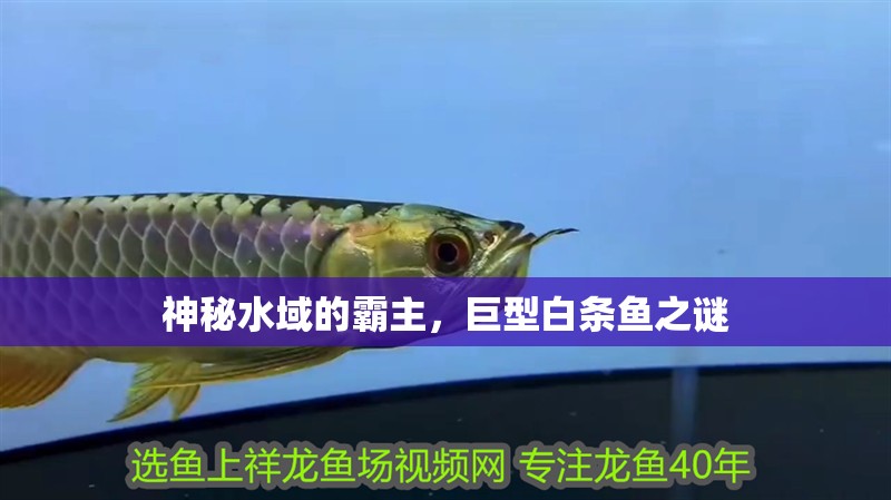 神秘水域的霸主，巨型白條魚之謎