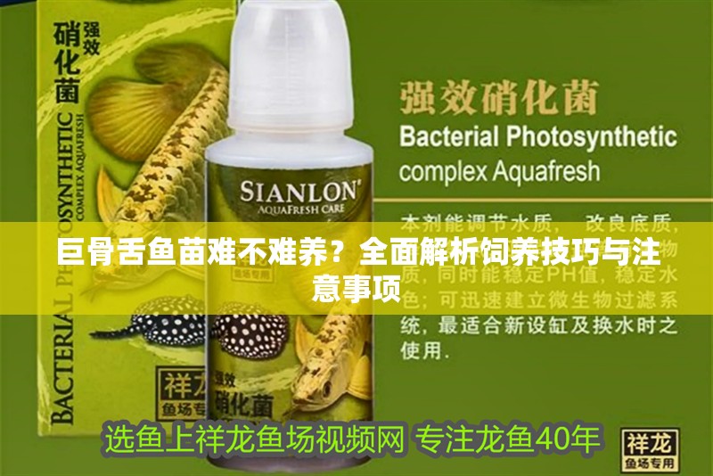 巨骨舌魚苗難不難養？全面解析飼養技巧與注意事項