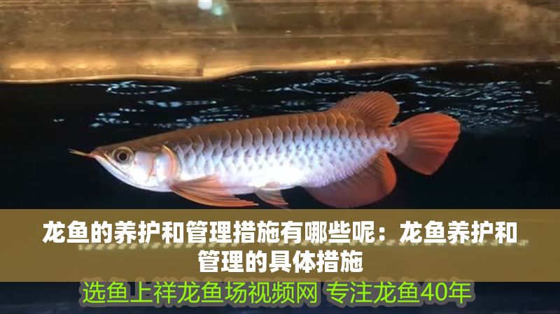 龍魚的養(yǎng)護和管理措施有哪些呢：龍魚養(yǎng)護和管理的具體措施