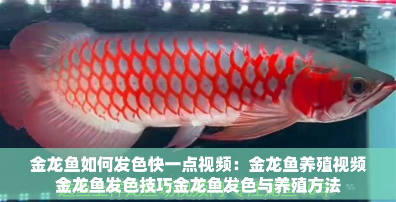 金龍魚如何發色快一點視頻：金龍魚養殖視頻金龍魚發色技巧金龍魚發色與養殖方法