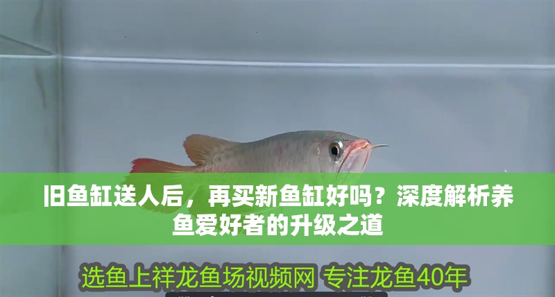 舊魚缸送人后，再買新魚缸好嗎？深度解析養(yǎng)魚愛好者的升級之道