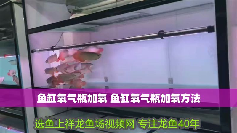 魚缸氧氣瓶加氧 魚缸氧氣瓶加氧方法