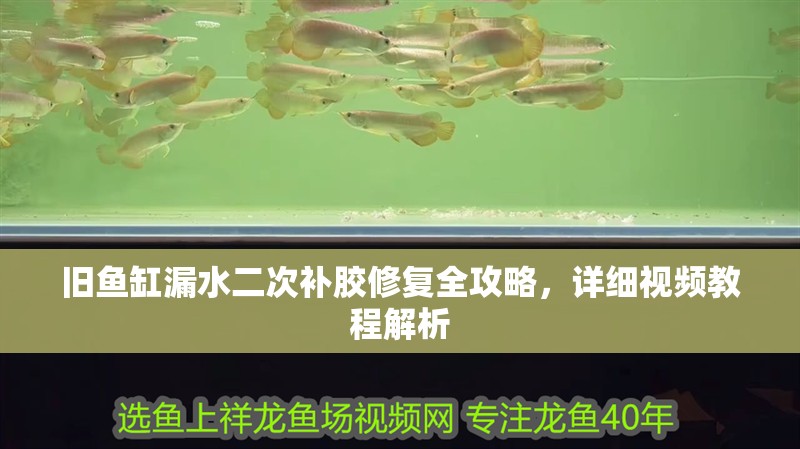 舊魚缸漏水二次補膠修復全攻略，詳細視頻教程解析