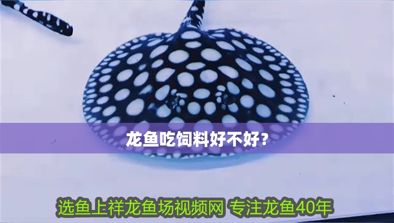 龍魚(yú)吃飼料好不好？